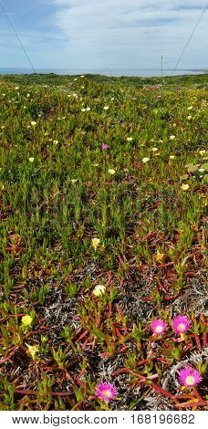 Pink And White Flowers (carpobrotus) On Shore.
