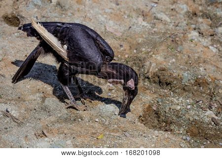 Young wild southern ground hornbill or Bucorvus leadbeateri