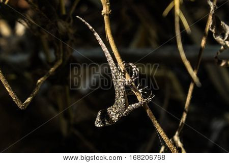 Small lizard hanging on a thin branch.