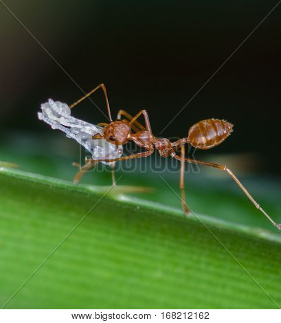 weaver ants are carrying the egg white transparent