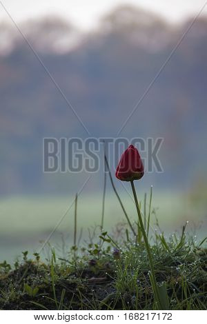 Wild lonely rose flower growing in green morning dew field