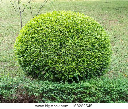 park planting of green coniferous shrubs shorn by a round shape