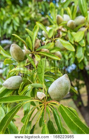 closeup of green almonds growing on branch of tree