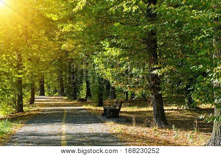 Summer park and trackway  in sunset rays