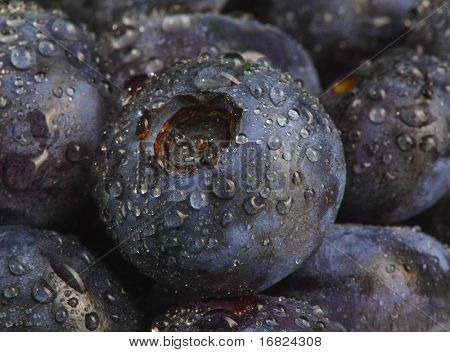 natte blueberry datail prima close-up afbeelding achtergrond