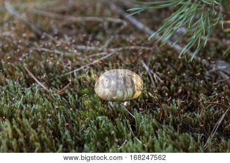 Small mushroom suillus in the forest moss.