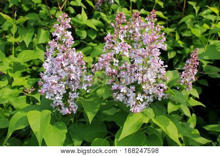 Purple lilac flowers in garden on spring
