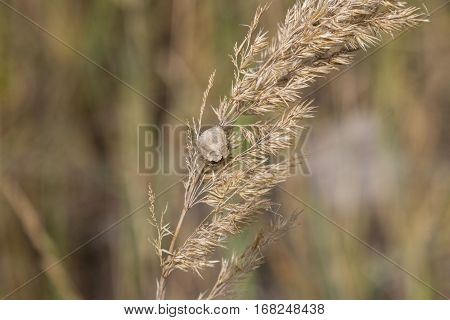 Beautiful serene waving reed in the sunlight