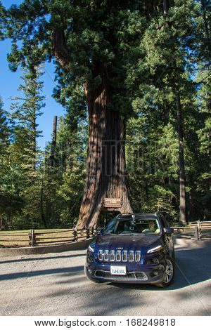 California, USA - June 17, 2015: Jeep Cherokee rides through the Chandelier Tree in Leggett