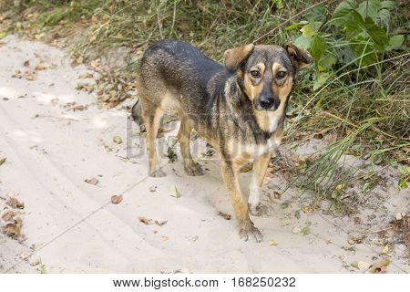 Stray dog in the woods. She lost her master and misses him