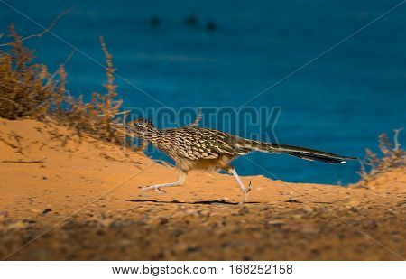 Greater Roadrunner Geococcyx Californianus