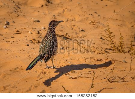 Greater Roadrunner Geococcyx Californianus
