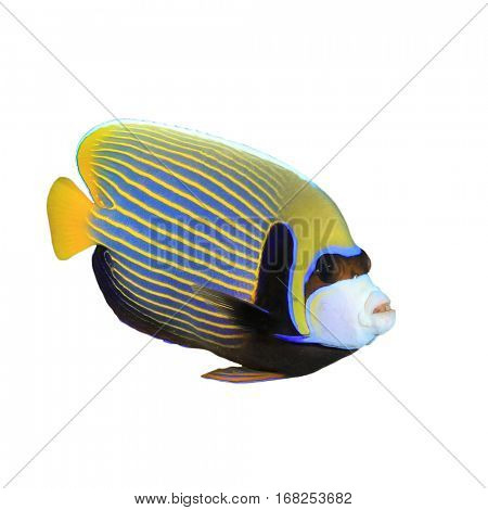 Emperor Angelfish tropical fish isolated on white background