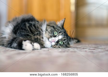 cat lies on the floor. cat lying on the carpet. cat resting on the carpet. cat resting on the floor. cat relaxing on the floor. cat relaxing on the carpet.