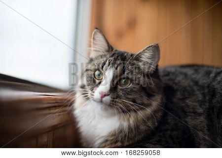 cat looks out the window. Beautiful cat sitting on a windowsill and looking to the window.