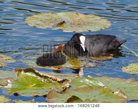 Coot looking at ´the youngster (Fulica atra)