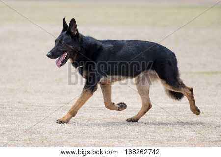 Portrait of a handsome police dog with alert pricked ears