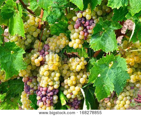 Loix France - september 26 2016 : vineyard in autumn