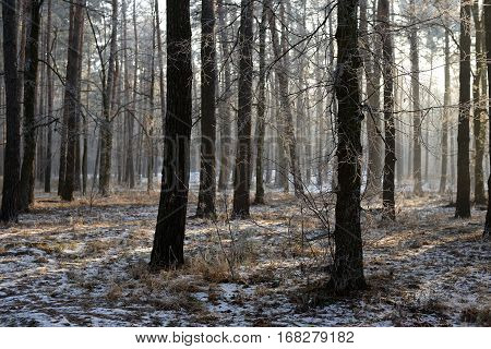 Morning frost and haze in the pine forest