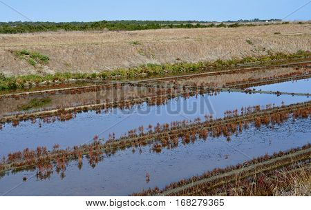 Loix France - september 26 2016 : the picturesque salt evaporation pond