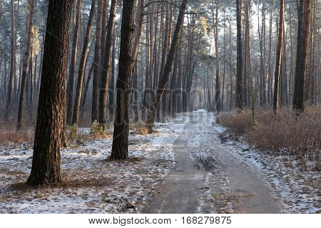 Morning frost and haze in the pine forest