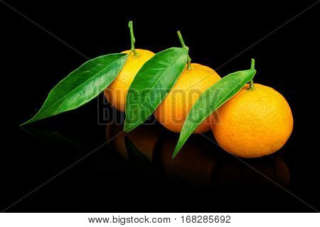Three fresh tangerines with leaves on black background