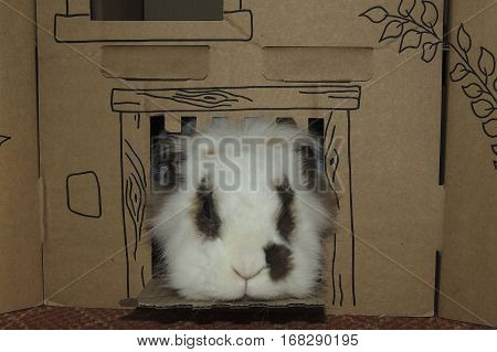 Small Lionhead rabbit with brown spots round eyes and on side of nose looking out of cardboard castle