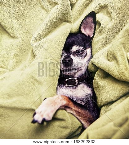 a cute chihuahua napping in a blanket