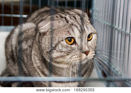 Beautiful purebred scottish cat in the cage at exhibition.