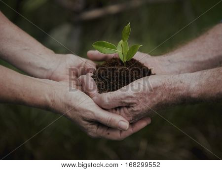 Human Hands Gardening Concept