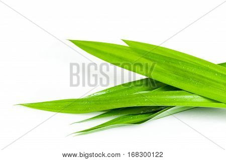 closeup green fresh Pandan leaves Thai herbal