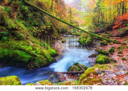 Creek Deep In Mountain Forest