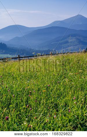 Close view of several red clover heads trifolium pratense