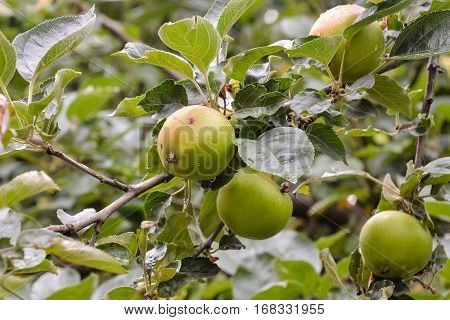 Fruit Background Texture Pattern