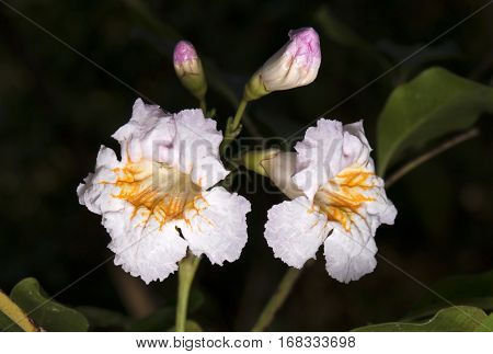 Little White and Yellow Flowers with Pink Buds Isolated on Background