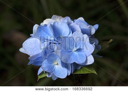 Little Blue Flowers with Green Leaves Isolated on Background