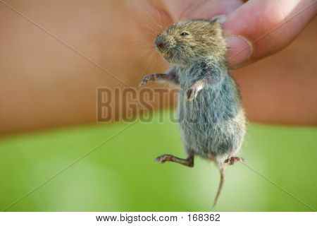 kleine Maus
