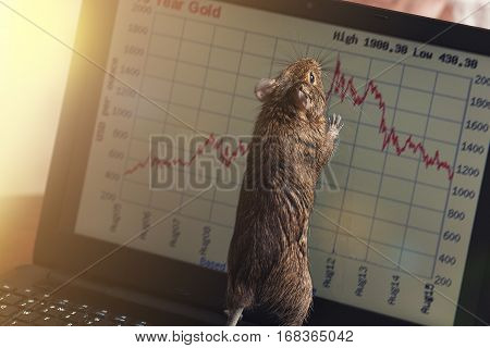 office rat. rodent on desk looking at screen of laptop