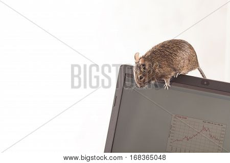 office rat. rodent on screen of laptop