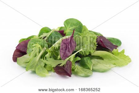 Salad leaf. Lettuce isolated on white background