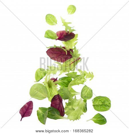 Salad leaf. Lettuce isolated on white background