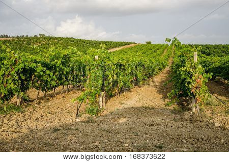 The beautiful Landscape in Sicily, Menfi (Ag)