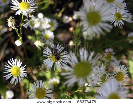 A bee standing on camomile flower on a clear day