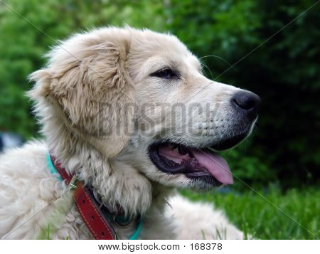 Hund 2