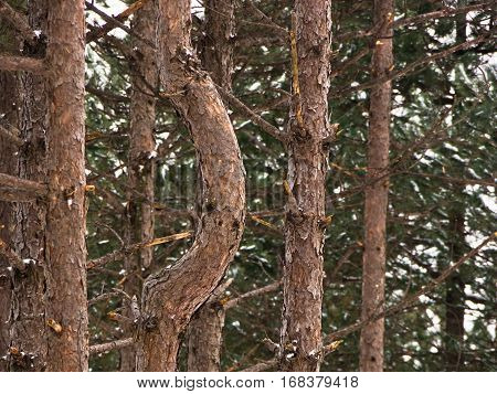 Detail of pine forest at mountain Kozomor in winter, Serbia
