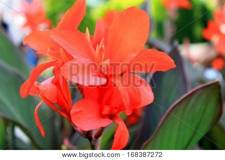 Beautiful exotic red flower macro shot. Botanical Garden