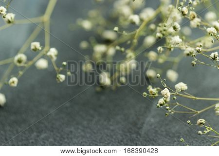 Dried white flowers gybsophila on grey background in kinfolk style. Selective focus.