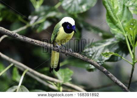 one lovely and noisy exotic bird many buetiful color