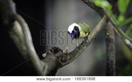 one lovely and noisy exotic bird many buetiful color