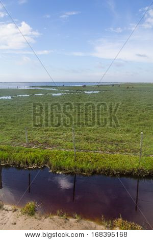 Cow Grazing